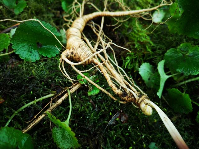 人参应该怎样吃才效果好，人参的吃法很重要