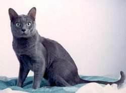 蓝猫和英短蓝猫是一个品种吗，蓝猫就是英国短毛猫吗