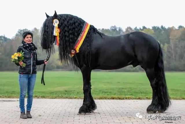 世界十大品种名马，世界上最强的五种马