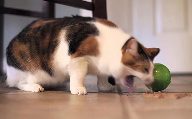 猫咪呕吐怎么办，猫咪呕吐的时候该怎么办（猫咪呕吐是什么原因）