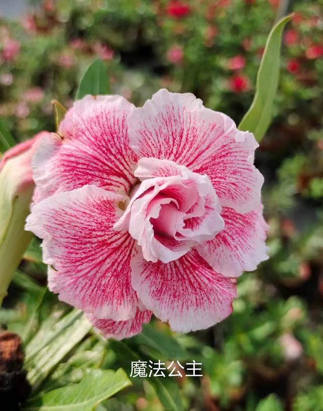 沙漠玫瑰怎么养，沙漠玫瑰的养殖方法多久能开花（真正会养的只需做5点）