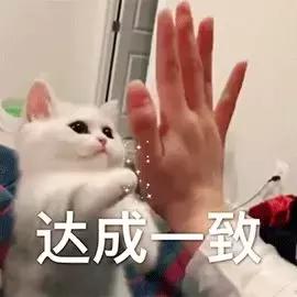 猫可以喝椰奶吗，椰子无糖酸奶猫能吃吗（你应该知道猫和牛奶的这些历史）