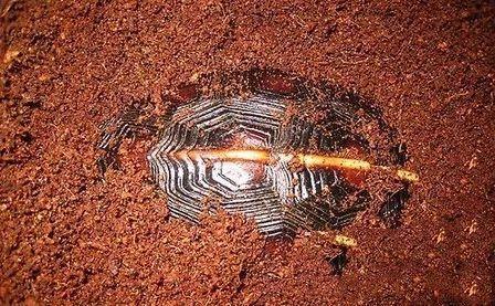 鼠茅草怎么养效果最好，黄缘过冬好搭档