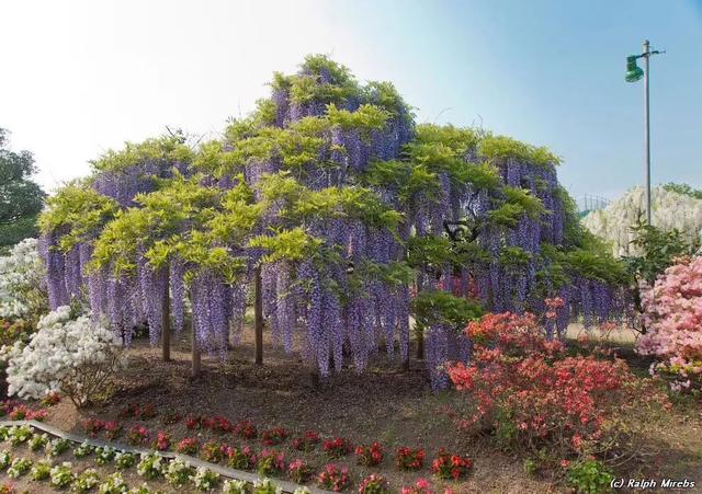 紫藤怎么养才能开花，不养一盆就太可惜了