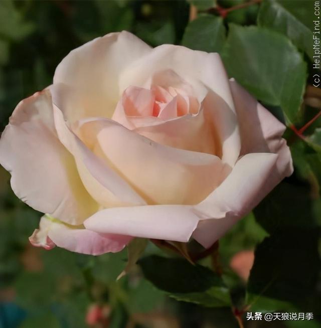 颜值高花期长的月季，七种优秀盆栽月季