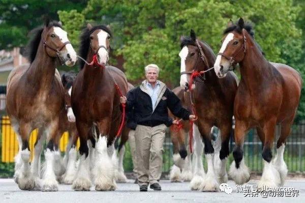 世界十大品种名马，世界上最强的五种马