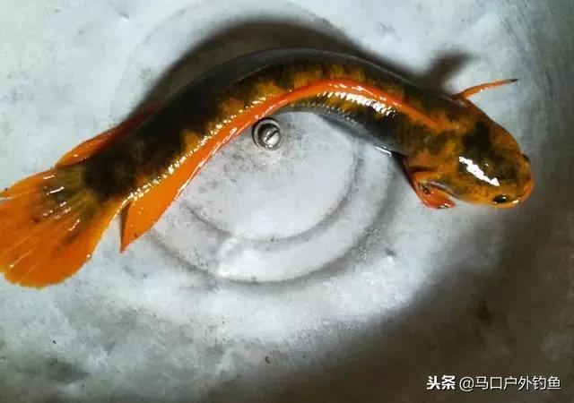 淡水鱼都有什么鱼，钓鱼人一定要知道的二十种淡水鱼（中国常见的20种淡水鱼）