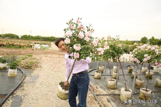 各种月季花是不是一个月开花一次，月季返老还童正当时