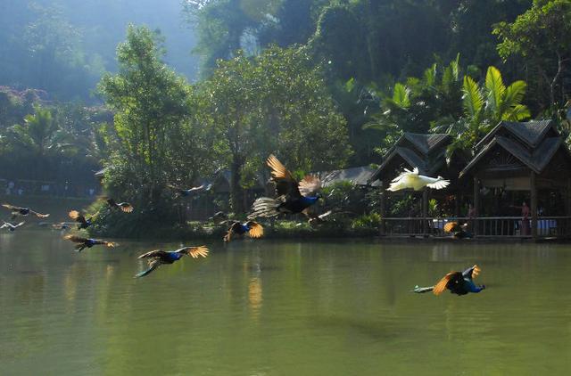 西双版纳春节天气，去西双版纳冬天旅游攻略