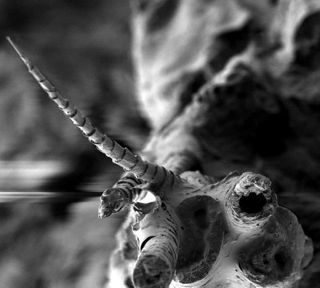 原始人进化图片，人类进化全过程证据