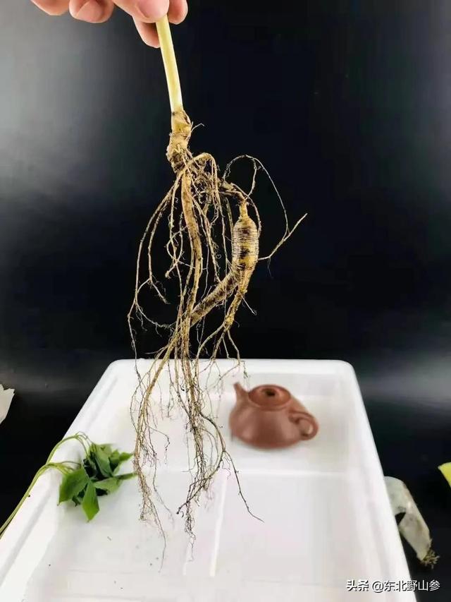 平常买的人参大多是什么，人参的觅货到底是什么