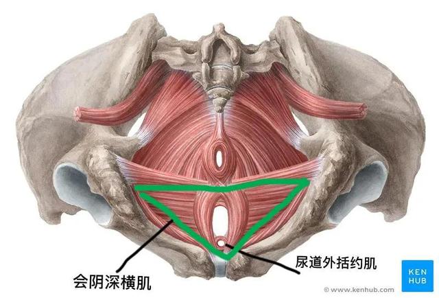 盆底肌肉训练方法，一般盆底肌的正确锻炼方法