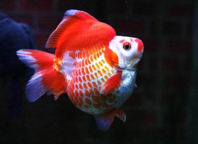 史上最全的金鱼品种，你们喜欢什么品种的金鱼