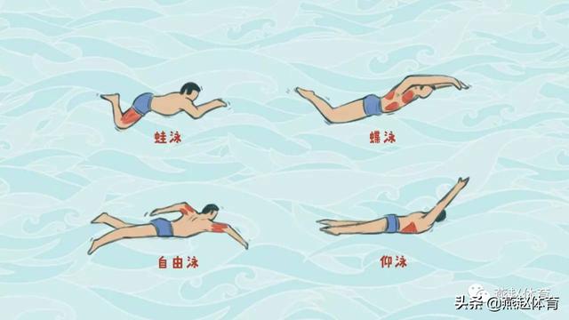 蛙泳腿蹬腿如何发力，蛙泳入门教学