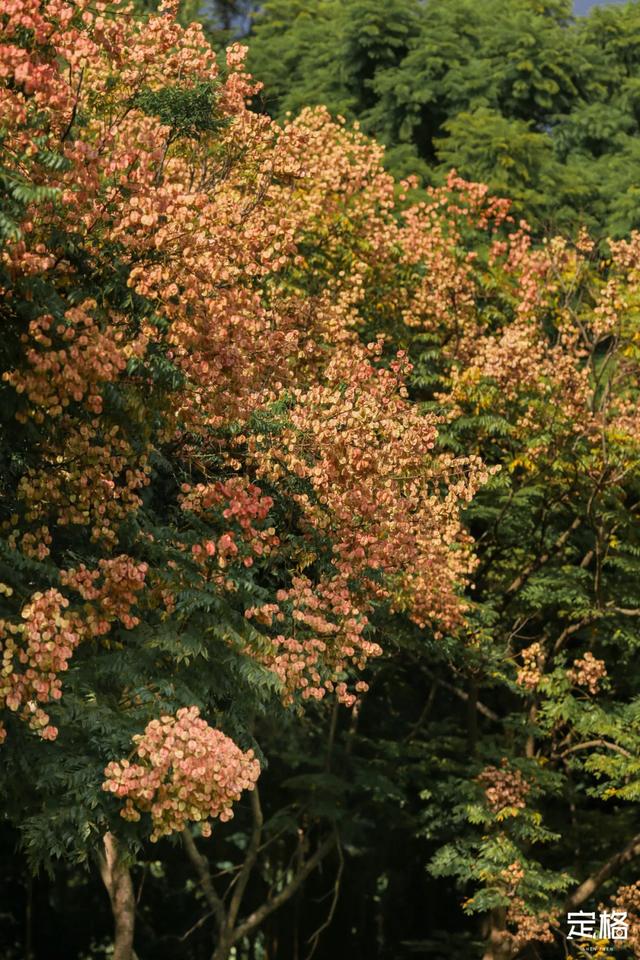 莲花山公园 网红打卡地，莲花山公园又红了