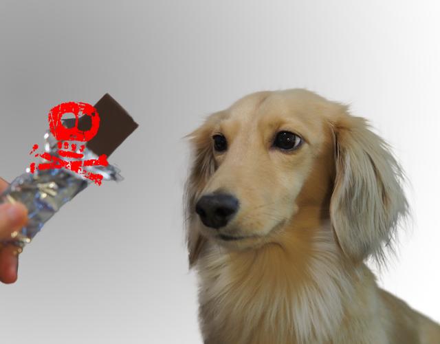 小狗吃了巧克力多久会有反应，小狗吃巧克力不是闹着玩