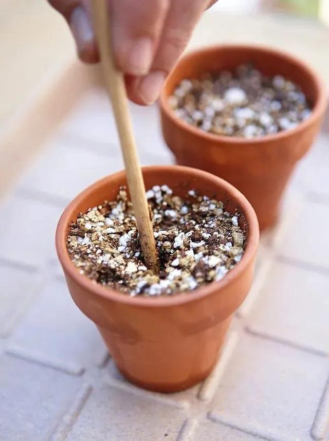 天竺葵怎么扦插活力大，天竺葵用成本极低的扦插方法培育