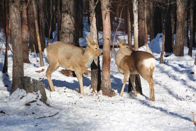 鹿跟狍子你真的能分得清楚吗，狍子呆傻