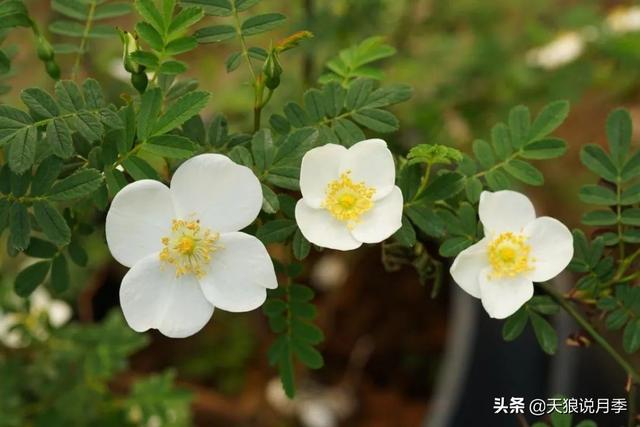 蔷薇月季的优缺点，家里来盆蔷薇花