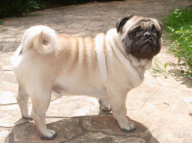 不掉毛的小型犬，好养不吵不掉毛无异味的小型犬（这6种不仅脾气好，还不掉毛）