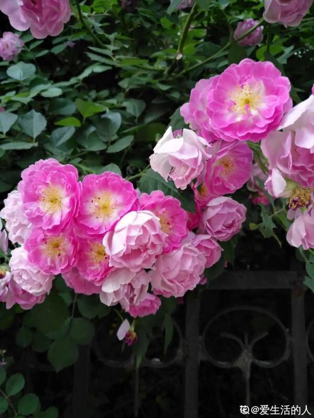 春夏秋冬四季什么花好看，这十种花几乎一年四季都开花