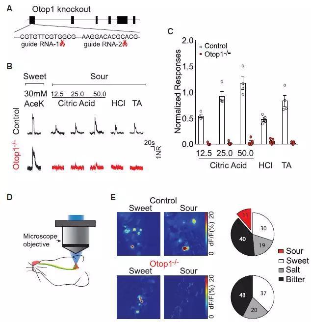 酸甜苦咸鲜5种味道神经元结构首次同时确定，神经元细胞工作原理