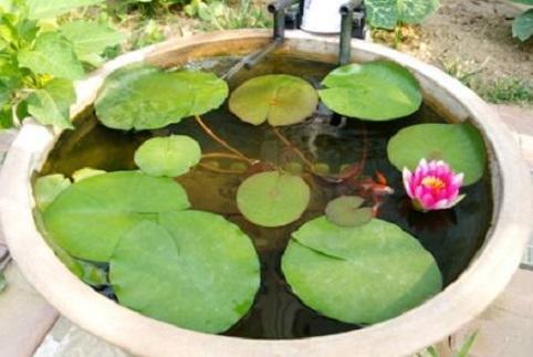 睡莲养室内能开花吗，睡莲也能养家里