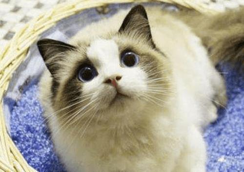 猫耳螨能自愈吗，幼猫的耳螨多久时间才能治愈好