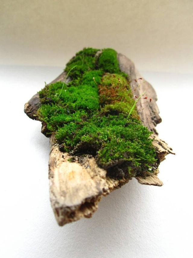 苔藓植物的四个作用，另外还有好几个价值