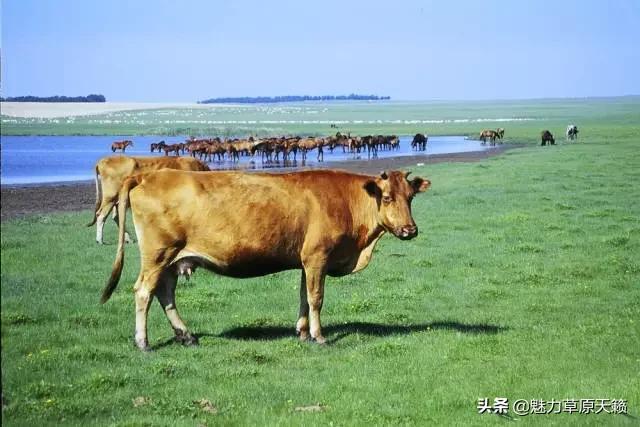 向草原奔跑揭秘蒙古族游牧文化，现已逐渐消失的走牧制度“敖特尔”
