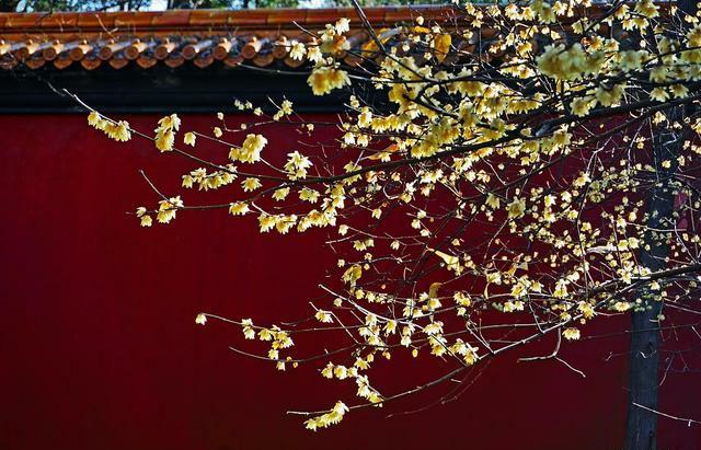 腊梅的花语和传说，腊梅花的花语有很多