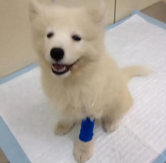 星期狗的特点和习惯，如果狗狗有这些特征