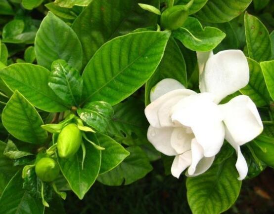 栀子花的养殖方法，栀子花的养殖方法要点（保准你的栀子花养开花）