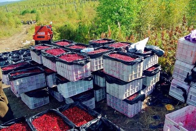 唐诗红豆生南国，赞美南国红豆的唯美诗句