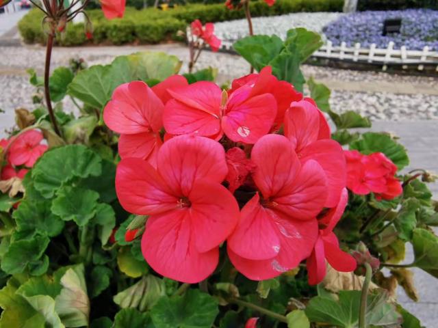 清明适合赏花的地方，纷纷春雨过后是最美人间四月天