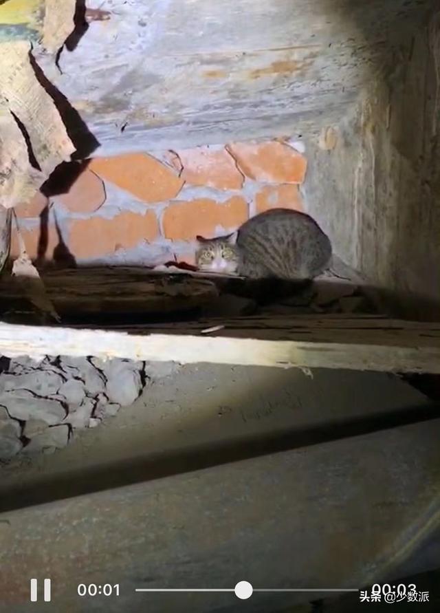 猫走丢了怎么办，猫咪走丢了怎么办快来看看吧
