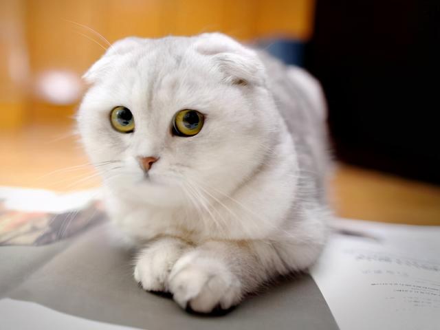 一般的猫咪寿命多少年，虽然猫会先于主人而去