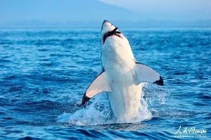 巨齿鲨和大白鲨有什么不一样，巨齿鲨和大白鲨的区别和关系