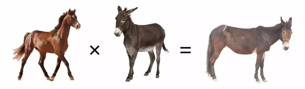 马和驴和骡子区别在哪里，如何区分马、骡子和驴