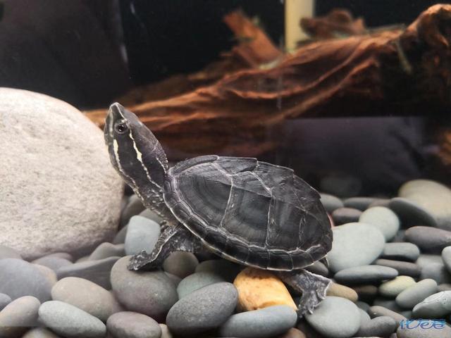 乌龟寿命最长多少年，乌龟的寿命最长有多长（“千年王八万年龟”是真的吗）