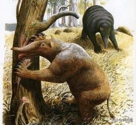 世界最大的淡水哺乳动物，这些动物有一个共同点