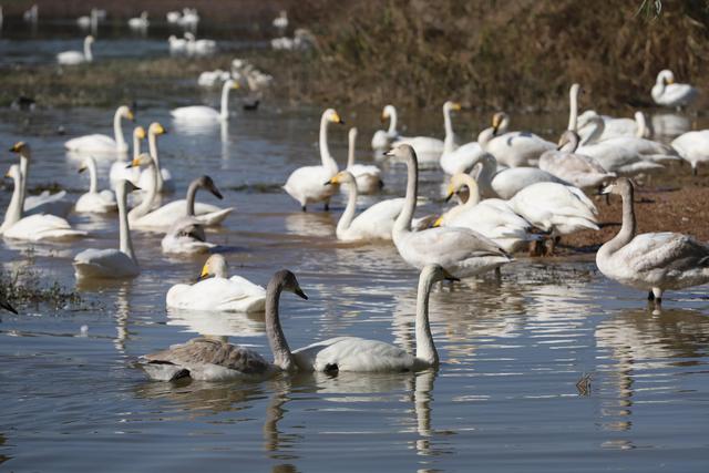 天鹅湖景区三门峡，三门峡天鹅湖国家湿地公园苍龙湖白天鹅
