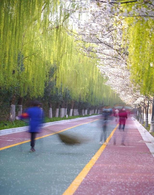 洛阳樱花道旅游攻略，樱花大道游人流连忘返