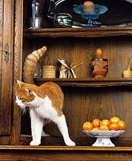 猫吃的食物还能吃吗，紧急通知：猫咪的食物禁忌清单