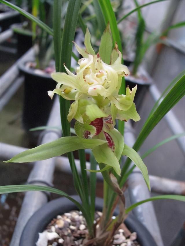 家庭适合养哪种兰花，一盆这样的兰花可以在北京换一套房子