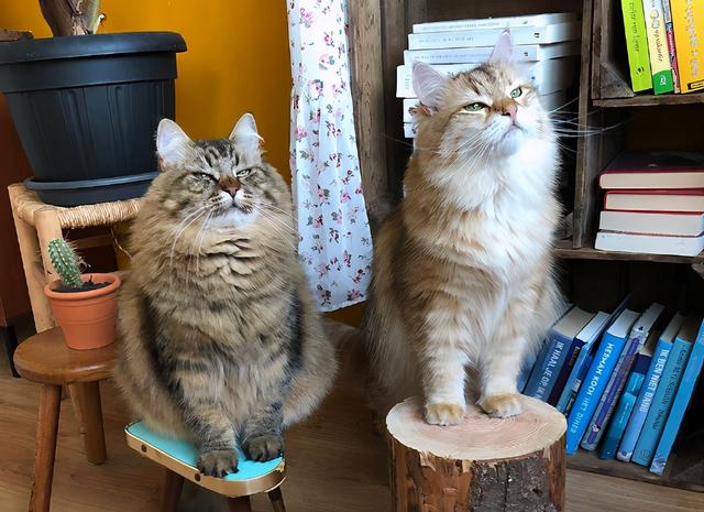 最不建议养的10种猫，这几种猫越养越心累