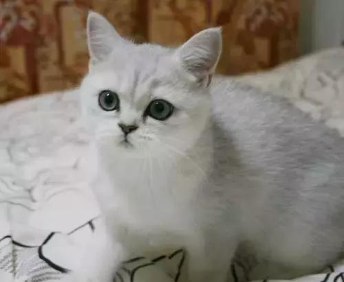 缅因猫价格，英短银渐层