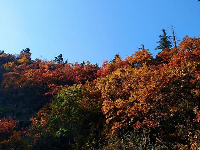 人间仙境满山红叶，原来是峨眉山的树叶红了……