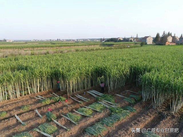 小伙带你看四种品种的甘蔗，黄皮甘蔗和黑皮甘蔗哪个长得高