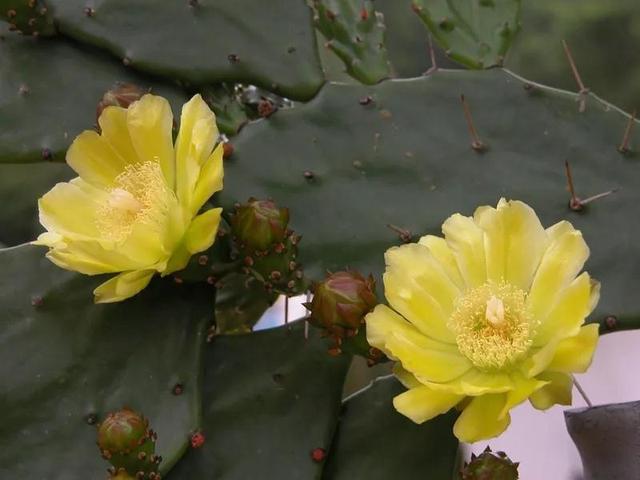 多肉植物种类科普，100种常见多肉图鉴